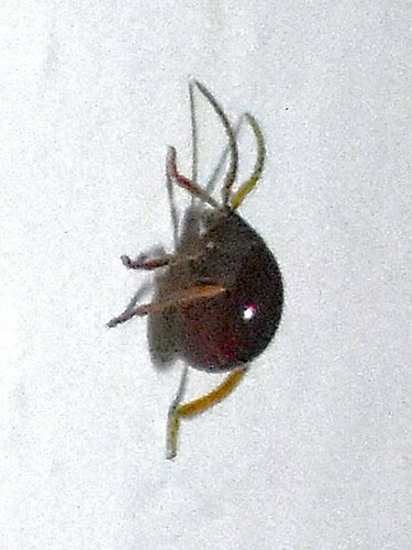 Gibbium psylloides, 2024-09-03