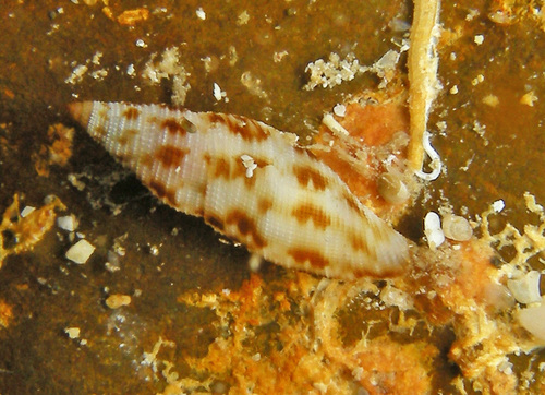 Daphnella ornata observed 2016-06-01
