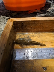 Sicyopterus japonicus