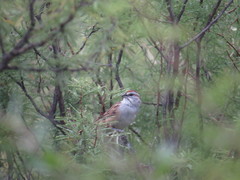 Rhynchospiza strigiceps