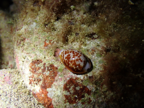 Cypraea helvola observed 2024-09-04