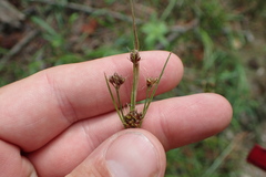 Rhynchospora recognita