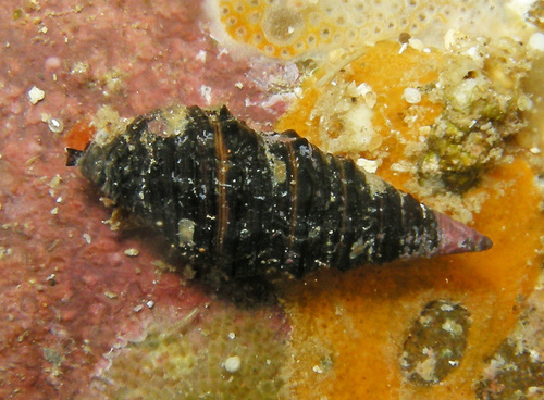 Turridrupa albofasciata, 2016-06-01