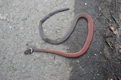 Gongylosoma longicauda