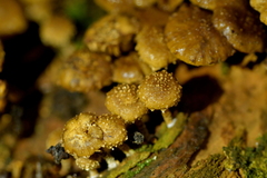 Pholiota subflammans