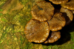 Pholiota subflammans