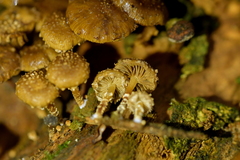Pholiota subflammans