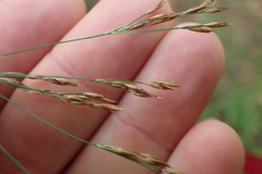 Rhynchospora inexpansa