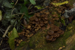 Pholiota subflammans