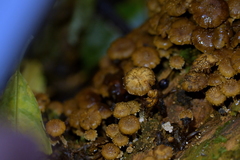 Pholiota subflammans