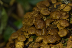 Pholiota subflammans