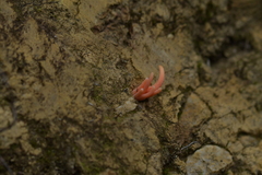 Clavulinopsis sulcata