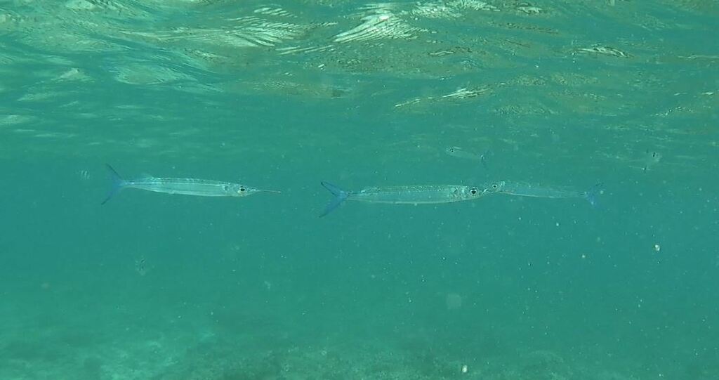 Dussumier's halfbeak
