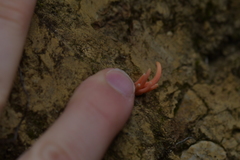 Clavulinopsis sulcata