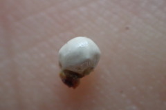 Scleria ciliata