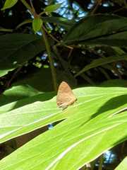 Rapala varuna orseis