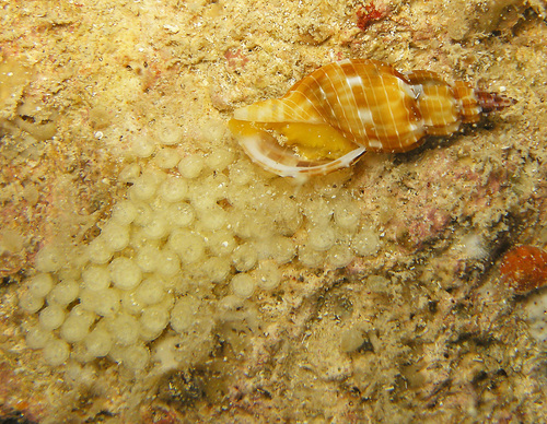 Tritonoturris, 2024-05-04