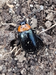 Disonycha triangularis