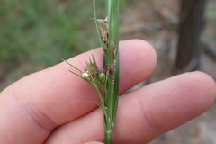Scleria ciliata