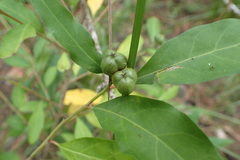 Ditrysinia fruticosa