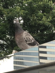 Columba livia domestica