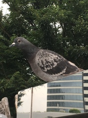 Columba livia domestica