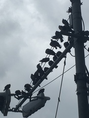 Columba livia domestica