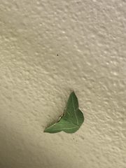 Dichorda illustraria