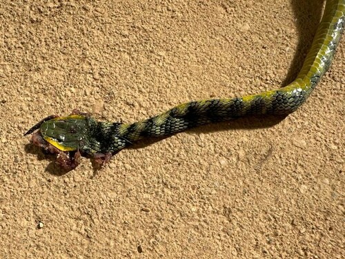 Spotted Bush Snake, Philothamnus semivariegatus