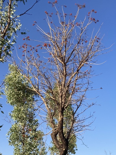 Bat's wing Coral tree