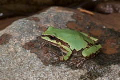 Hyla wrightorum