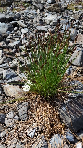 Image of Juncus drummondii by no rights reserved