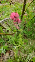 Castilleja parviflora