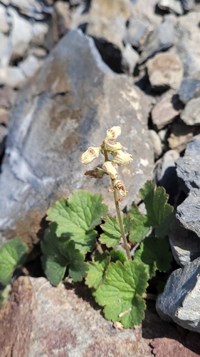 Image of Elmera racemosa by no rights reserved