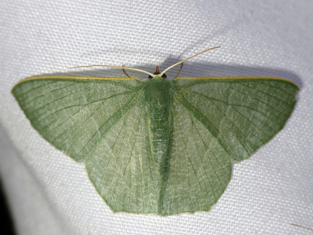 Thalassodes pilaria
