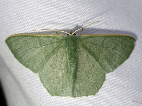 Thalassodes pilaria