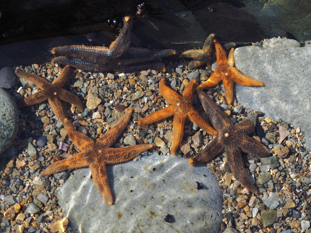 Leptasterias similispinis