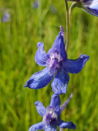 Image of Delphinium depauperatum by no rights reserved