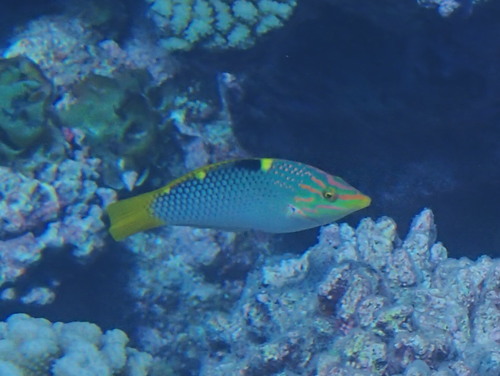 Checkerboard wrasse