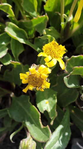Olympic Mountain Ragwort (Senecio neowebsteri)