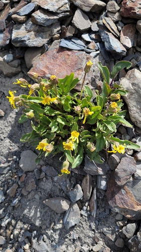 Image of Senecio neowebsteri by no rights reserved