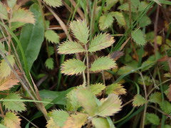 Argentina anserinoides