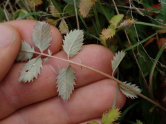 Argentina anserinoides