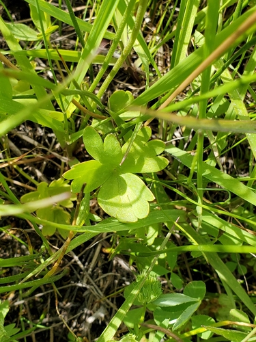 Image of Delphinium depauperatum by no rights reserved