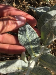 Asclepias californica californica