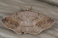 Prochoerodes forficaria