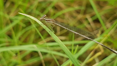 Red-striped Black Bambootail photo 3