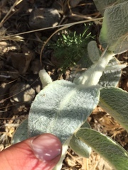 Asclepias californica californica