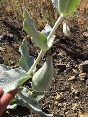 Asclepias californica californica