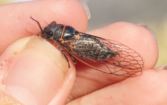 Platypedia bernardinoensis